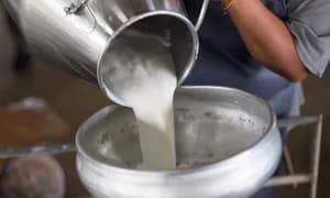 Açık Sütler Tehlikeli Mi Saçıyor?